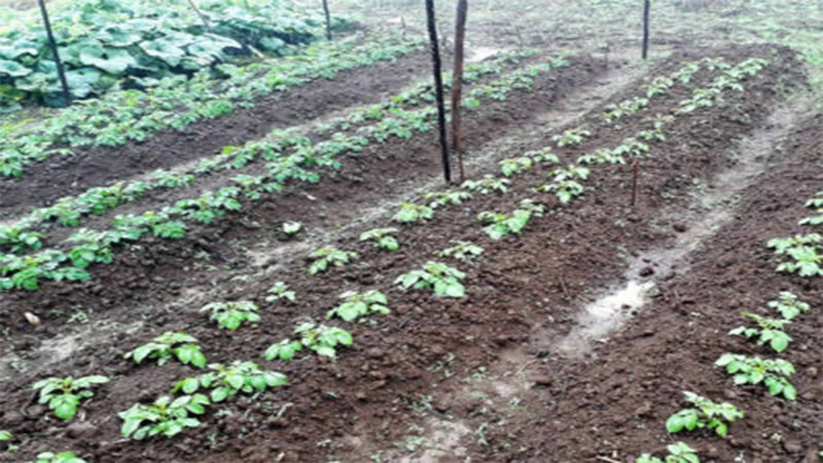 Lachlan Kenya develops eco-friendly seed treatment technology