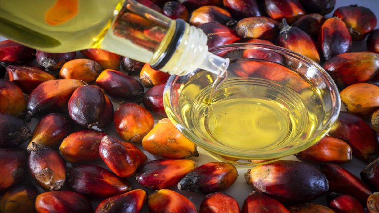 Tanzania discovers new high-yielding palm oil seeds