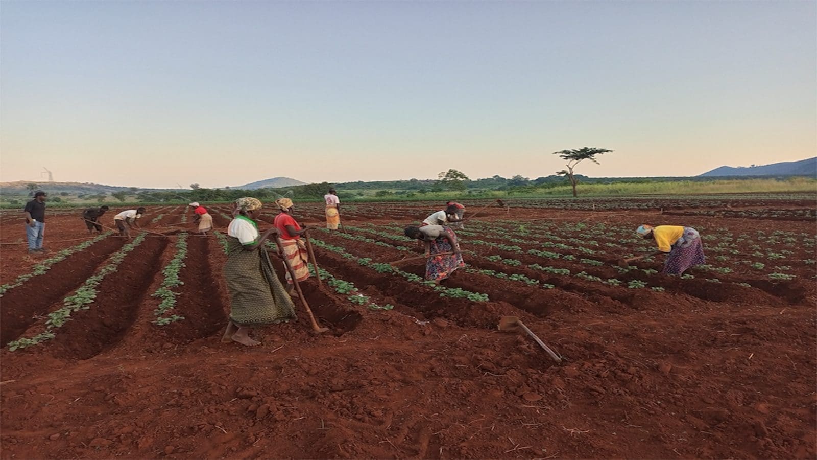 Solidaridad, Wageningen University partner to train potato farmers on good agricultural practices