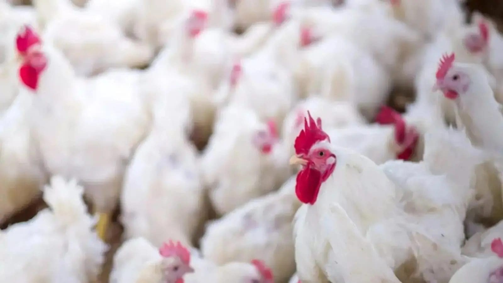 Namibia bans Argentina and Chile poultry imports due to avian influenza outbreak