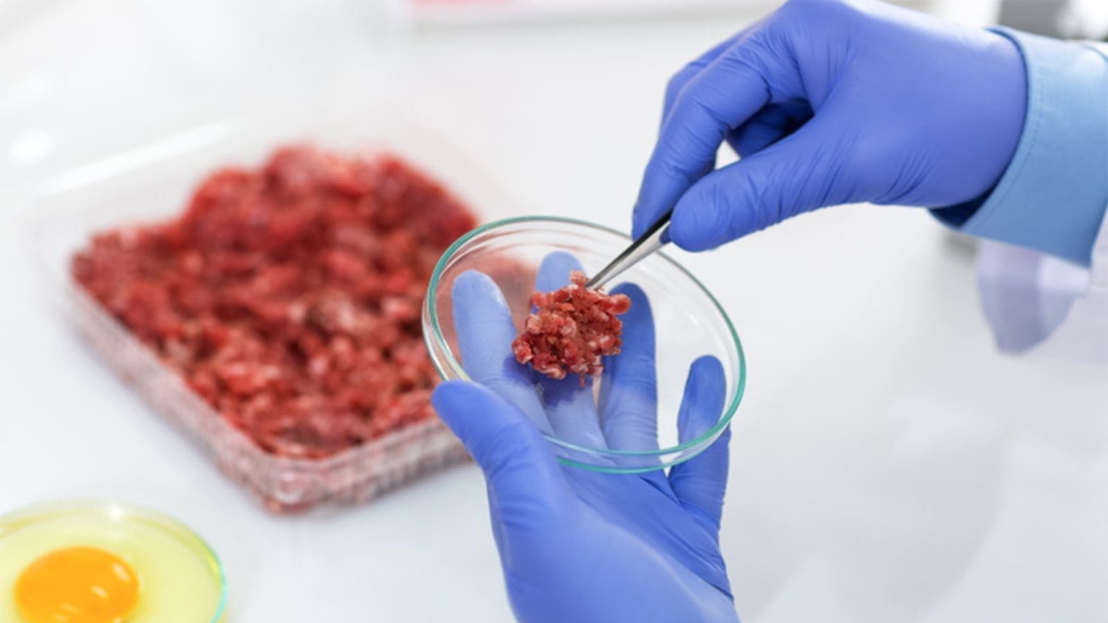 UK Food Standards Agency identifies hazards linked to cell-based meat