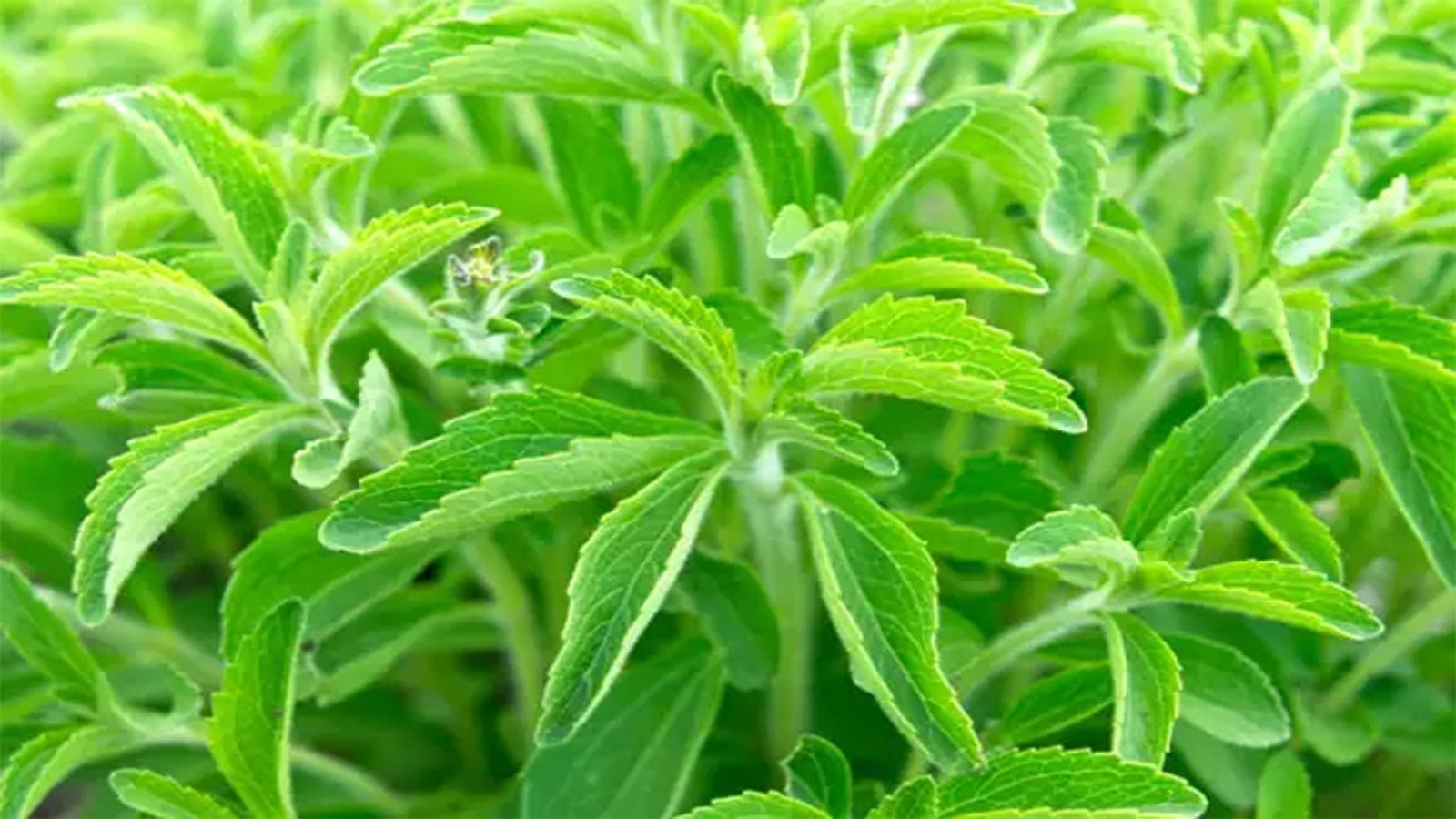 Food Standards Australia New Zealand marks stevia sweeteners as safe