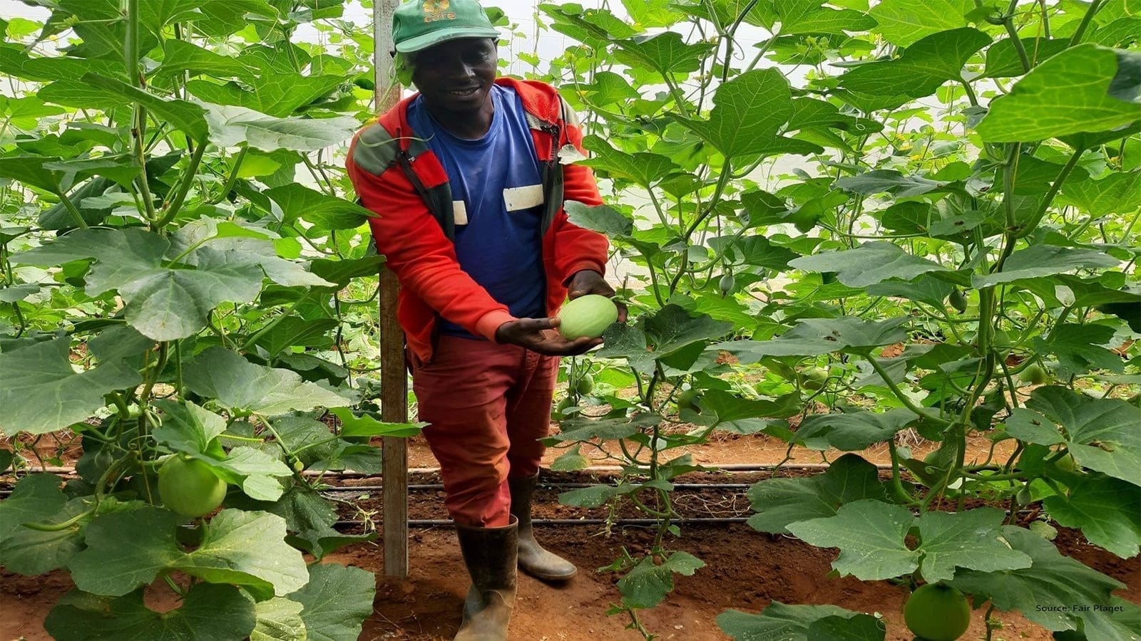 ISF, Fair Planet take high-quality seeds to Rwanda