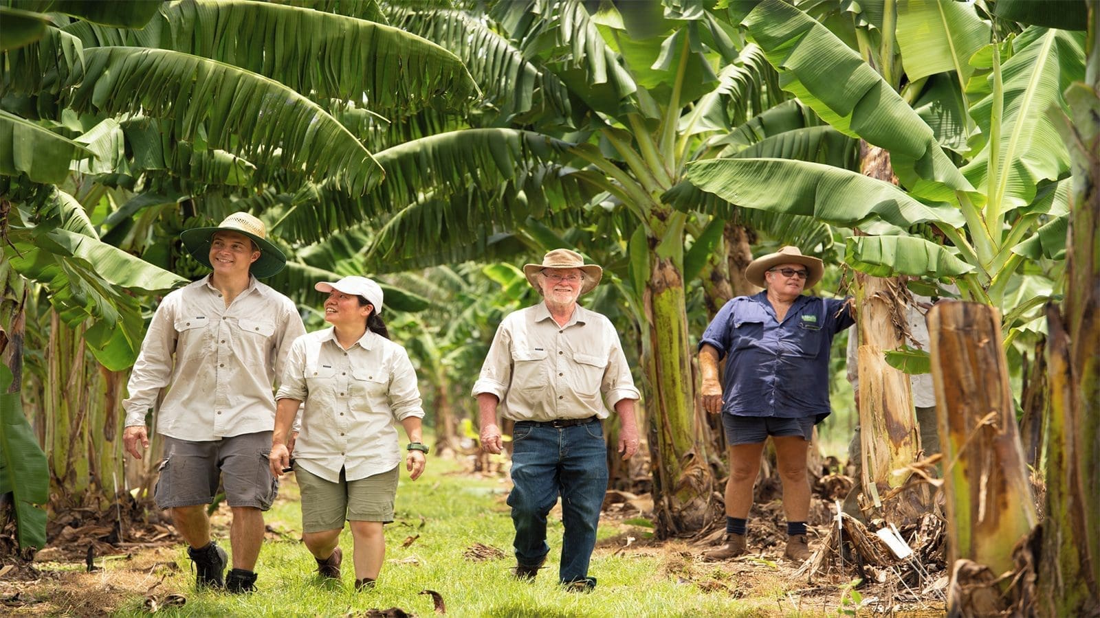 Queensland University of Technology develop Fusarium wilt-resistant GM Banana