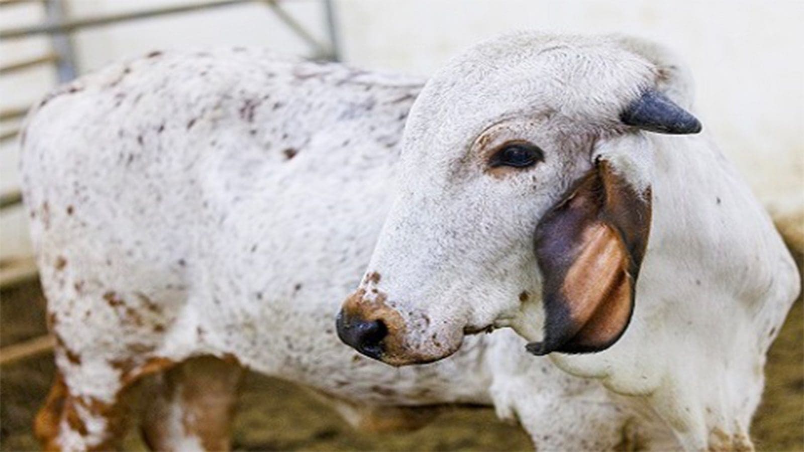 Researchers develop first gene-edited calf resistant to bovine viral diarrhea virus 