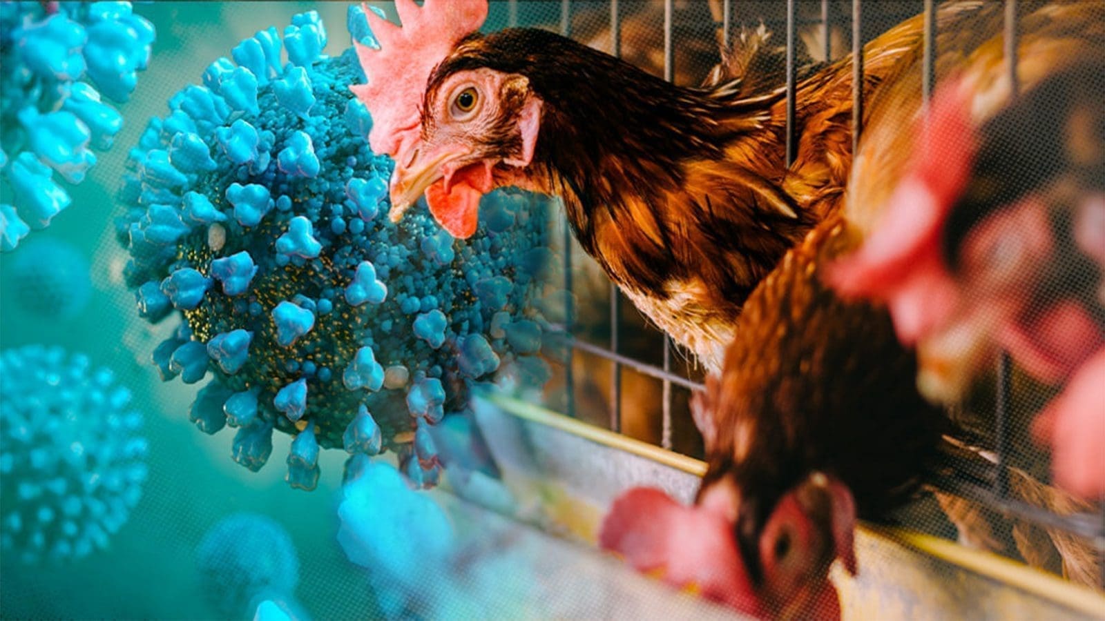 Highly pathogenic avian influenza detected in South Africa’s Western Cape Province