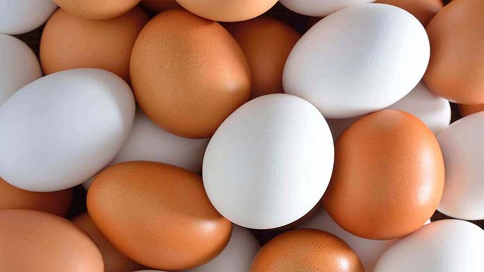 Researchers create technique to quickly detect salmonella in shell eggs