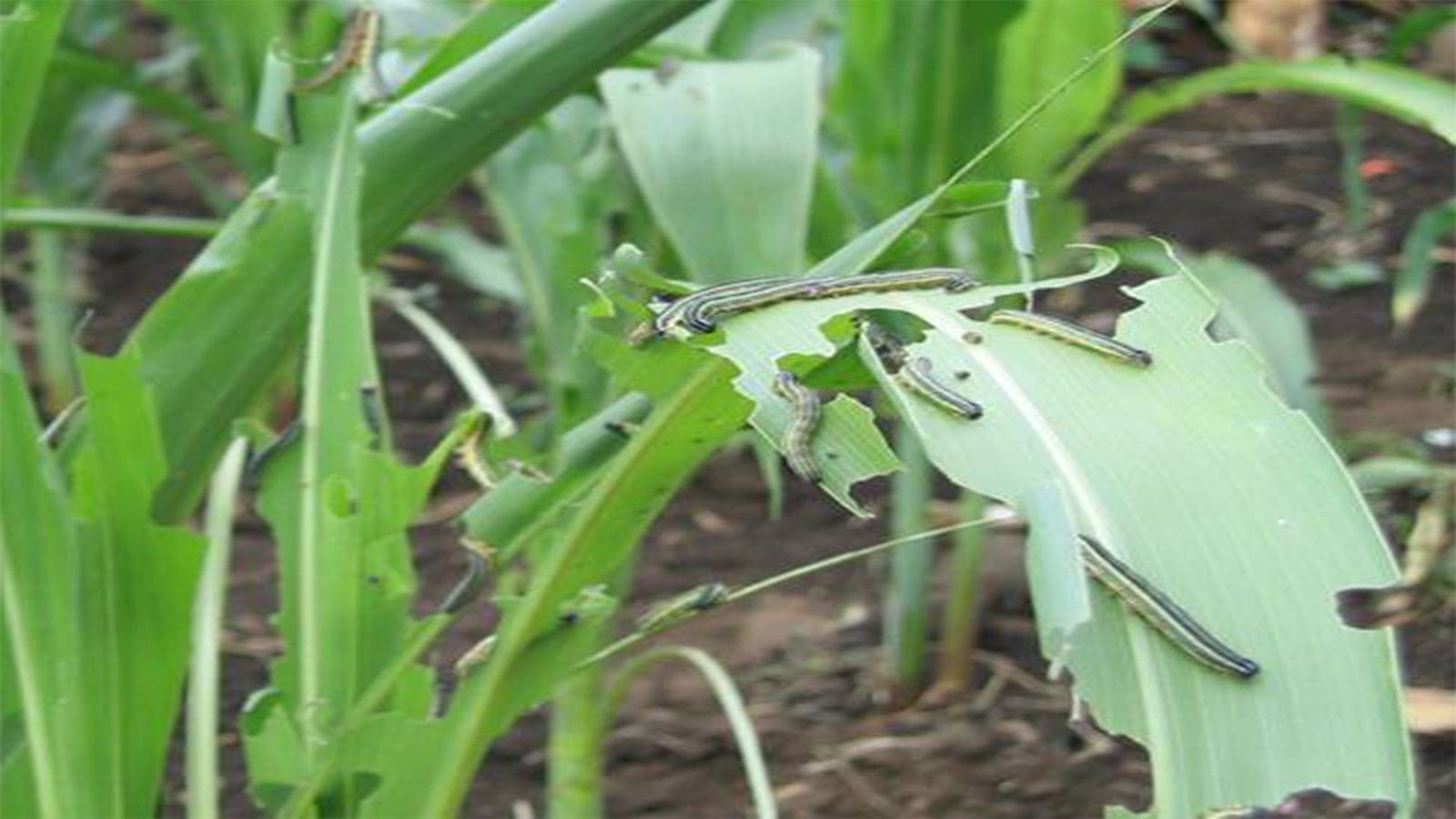 African armyworm resurgence threatens Eastern Africa’s agriculture as FAO raises alert