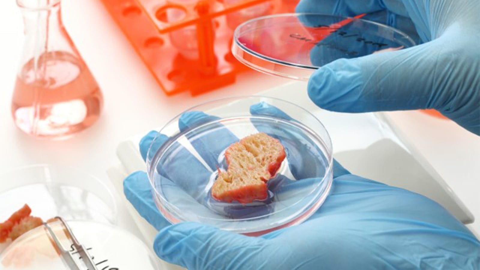 FAO, WHO publish comprehensive guide on food safety aspects of cell-based food