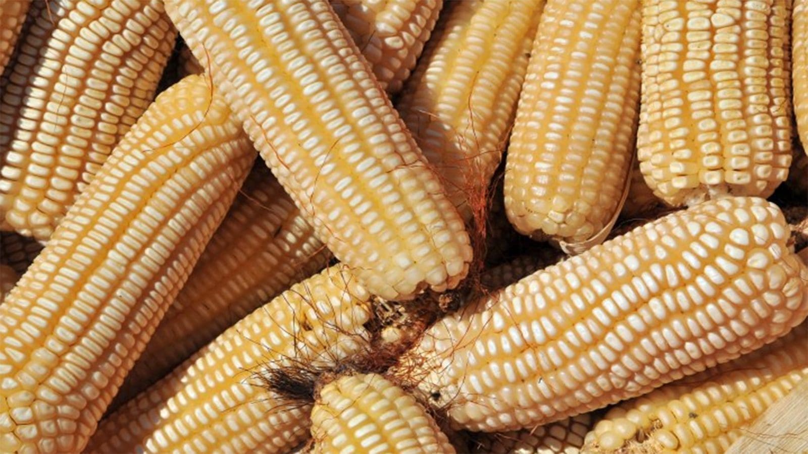 KEBS intensifies aflatoxin testing on Tanzanian maize