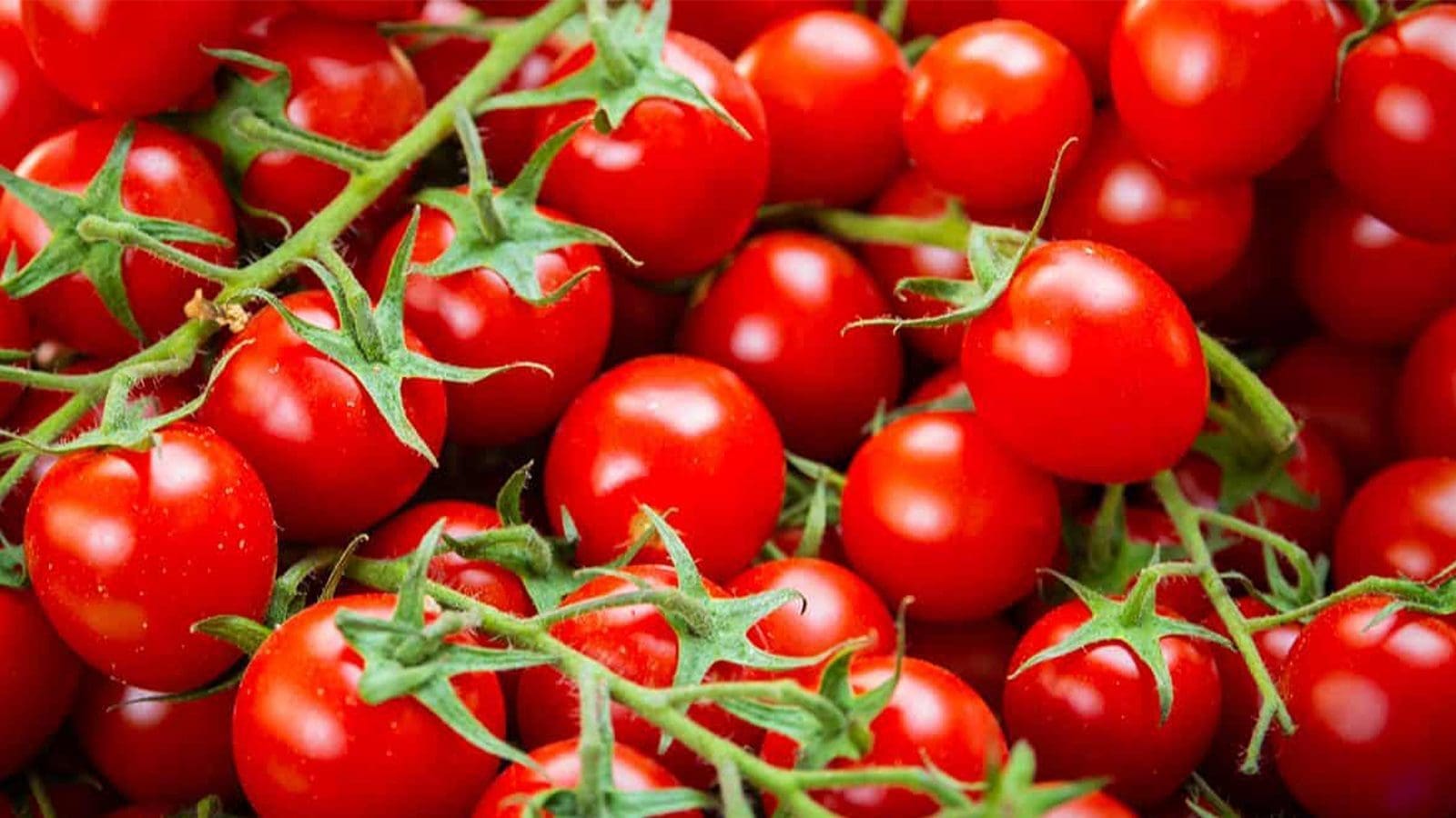 Salmonella outbreak linked to cherry tomatoes sparks global concern, ECDC,  EFSA launch joint investigation