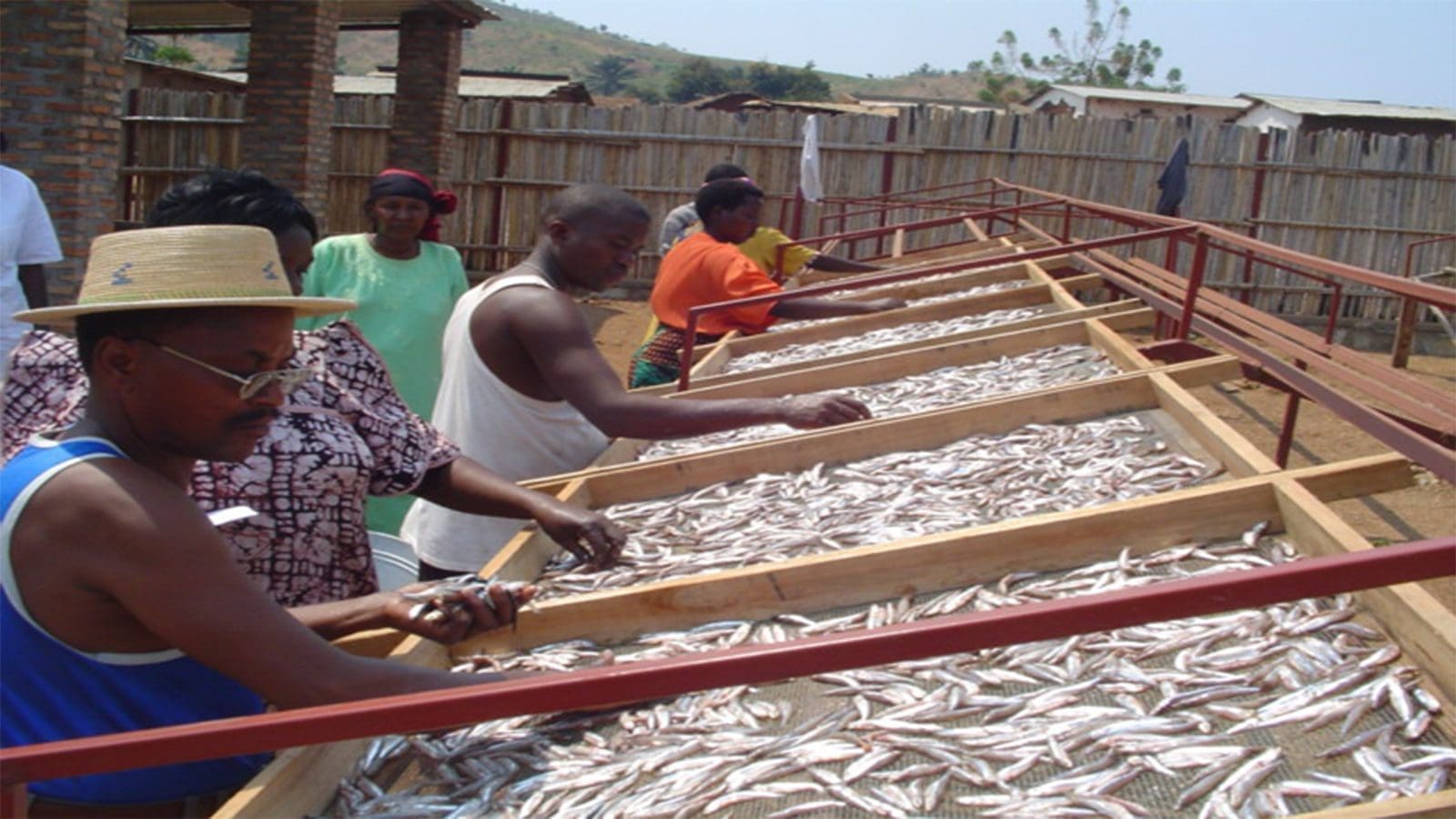 Fishermen in East Africa widely adopt rack drying technique to tame fish preservation woes