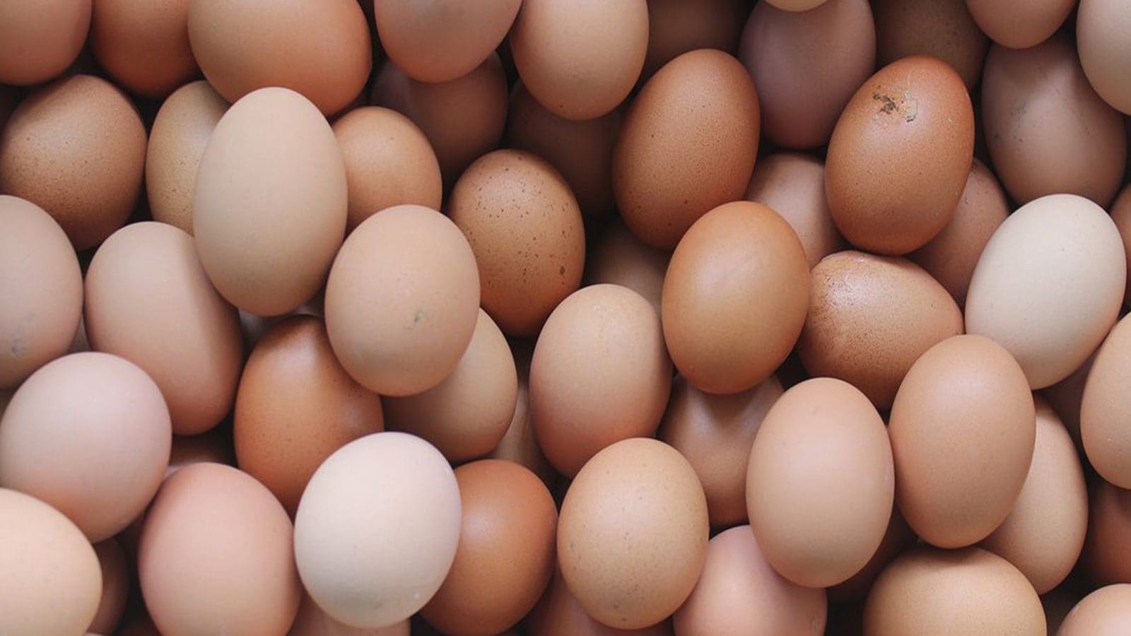 UK foodborne outbreak traced to imported eggs from Poland, researchers uncover Salmonella enteritidis link