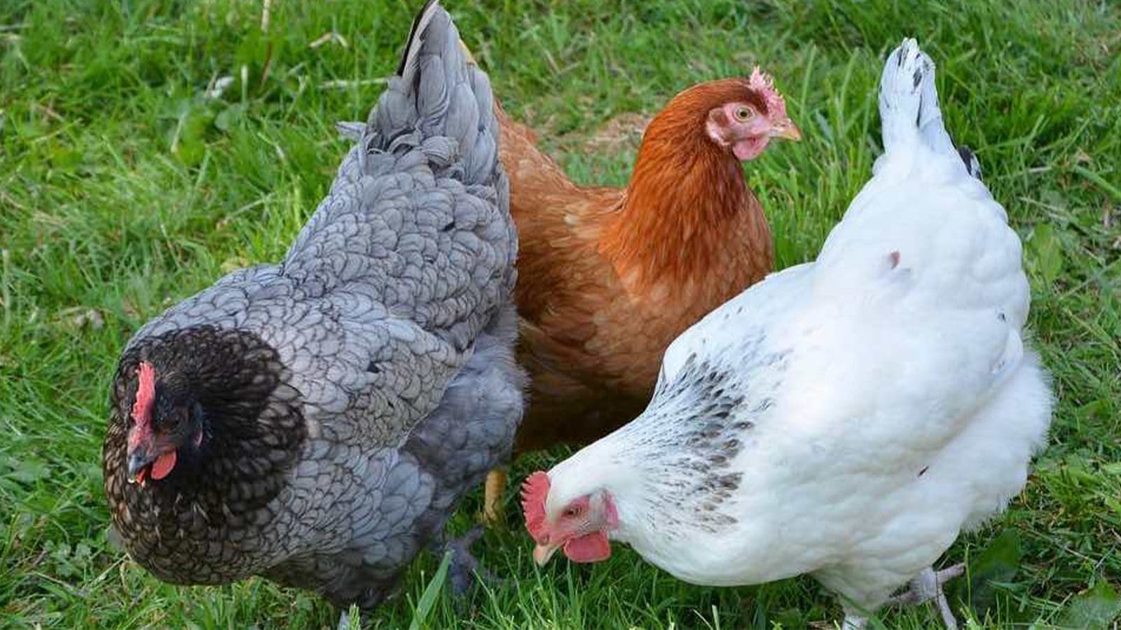 AI, big data uncover hidden pathways to combat antibiotic resistance in chickens