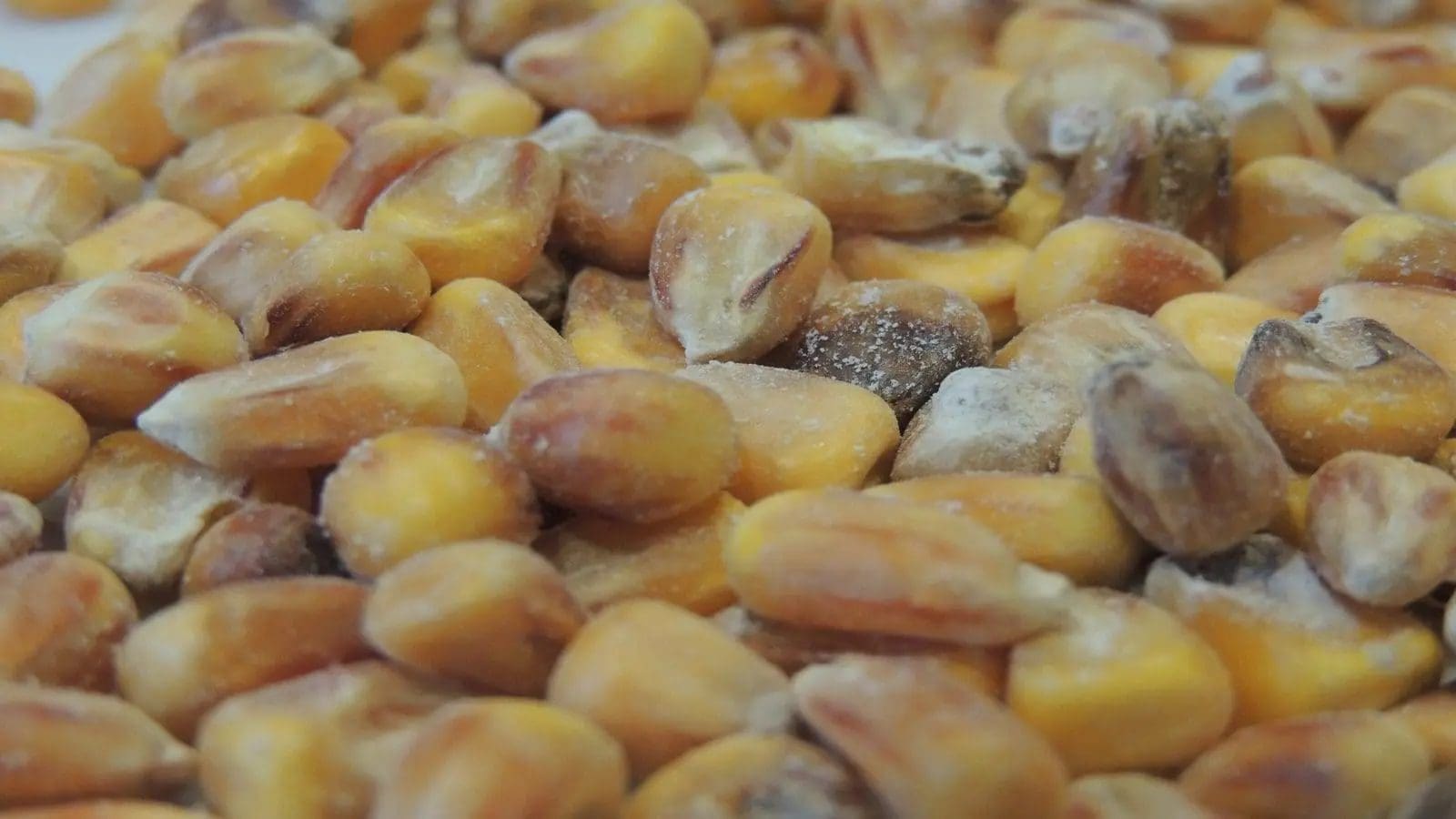 High foreign maize demand fuels aflatoxin crisis in Uganda