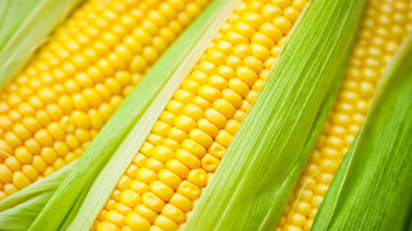 Australia, New Zealand seek public input on GMO corn for food use
