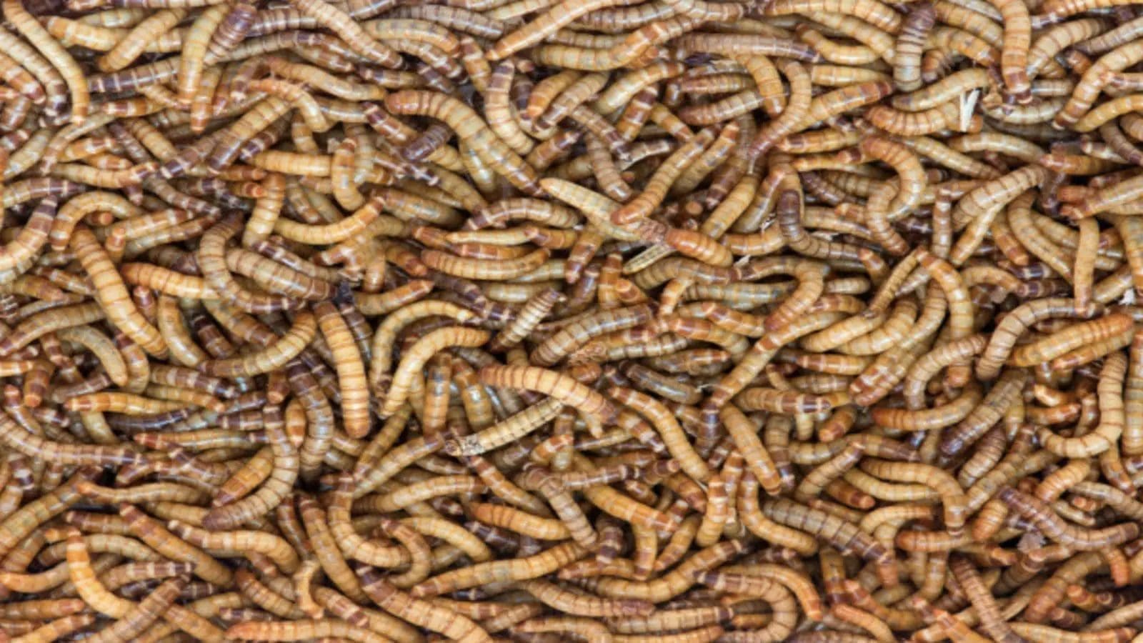 Bühler’s AI-Powered partnership with NRGene advances insect protein for sustainable animal feed