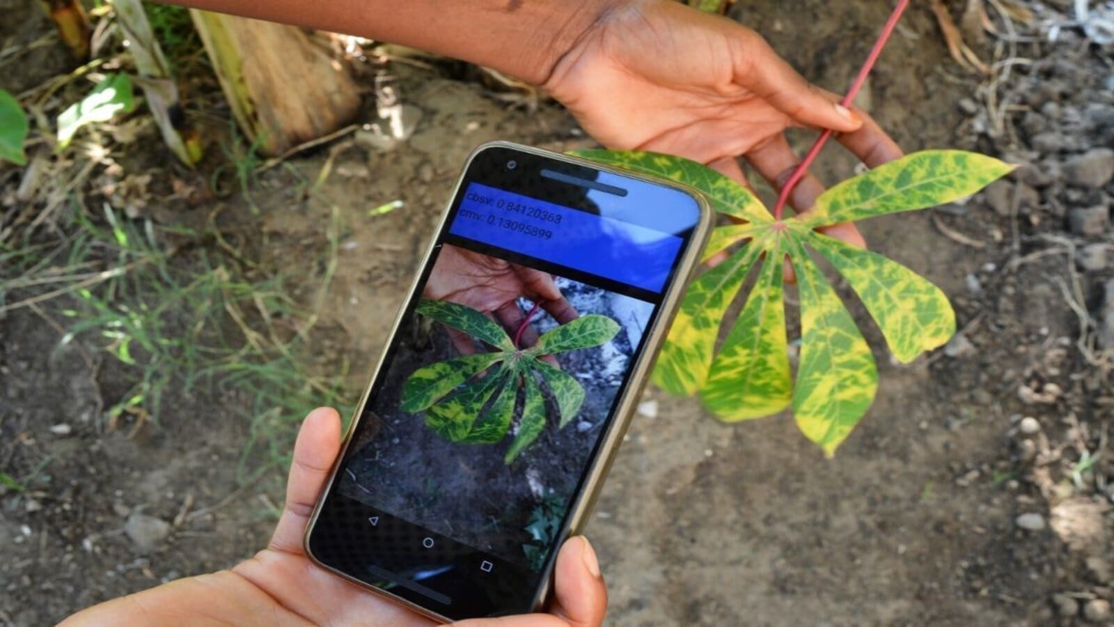 Cassava production in Tanzania to remain afloat following the success of an AI app for early detection of diseases