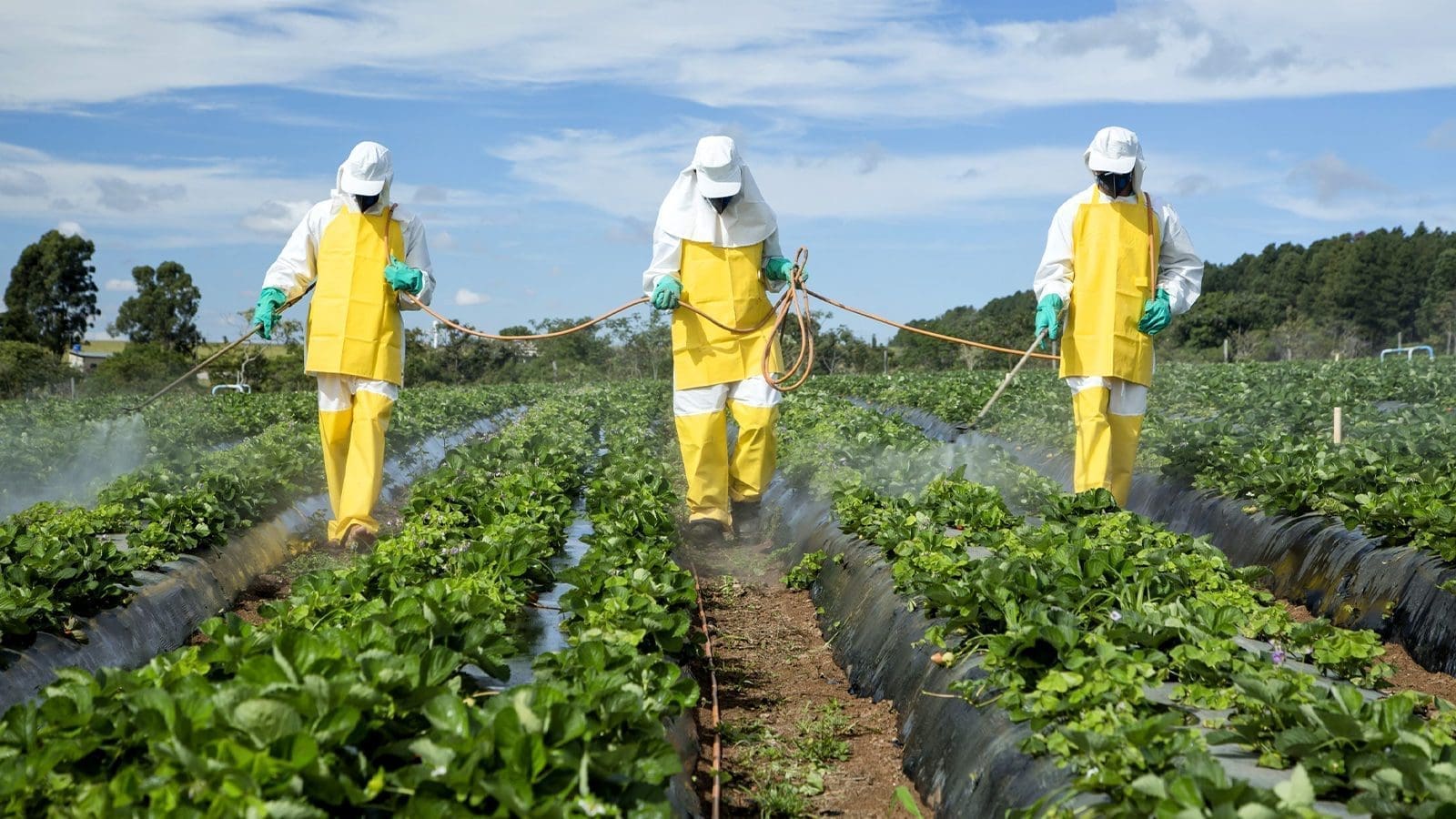 Kenyan farmers wrestle with toxic pesticides,  posing risk to consumers, environment