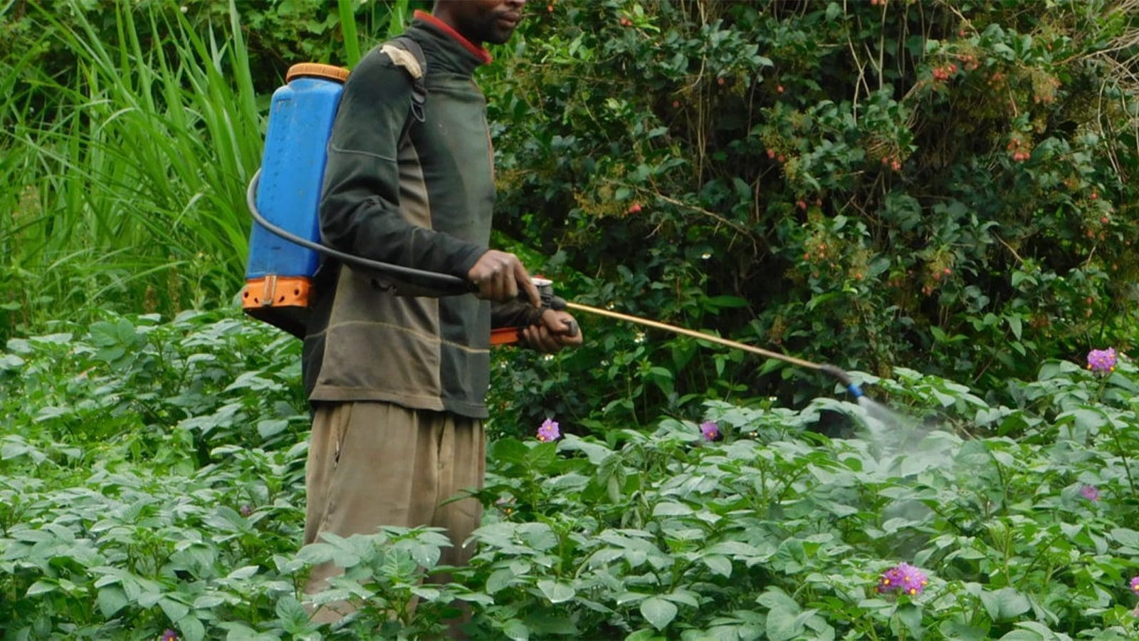 Rwanda takes steps to curb illegal pesticides, promote sustainable agriculture