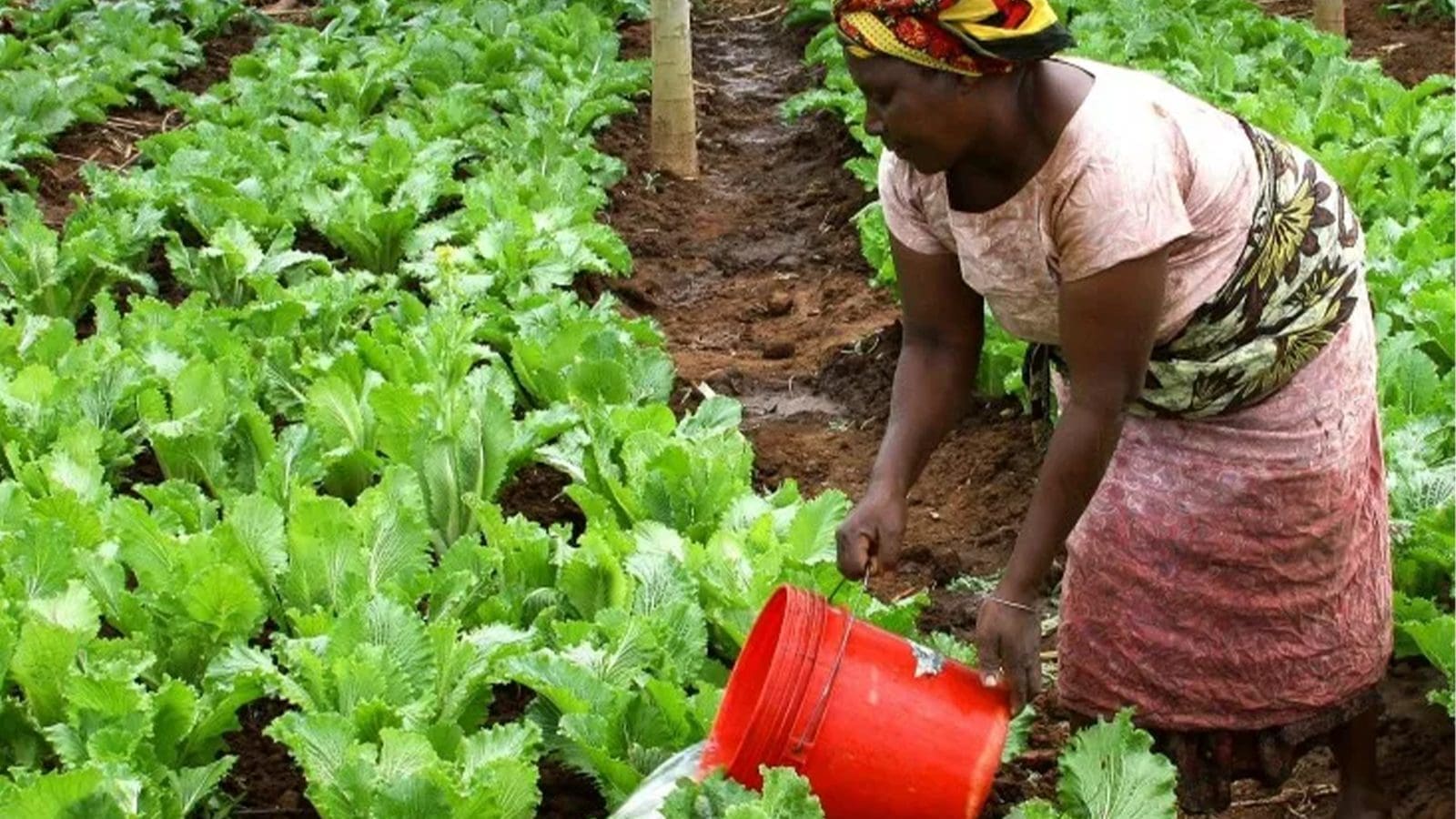 WorldVeg, IFDC join forces to revolutionize crop research, nutrition in Tanzania