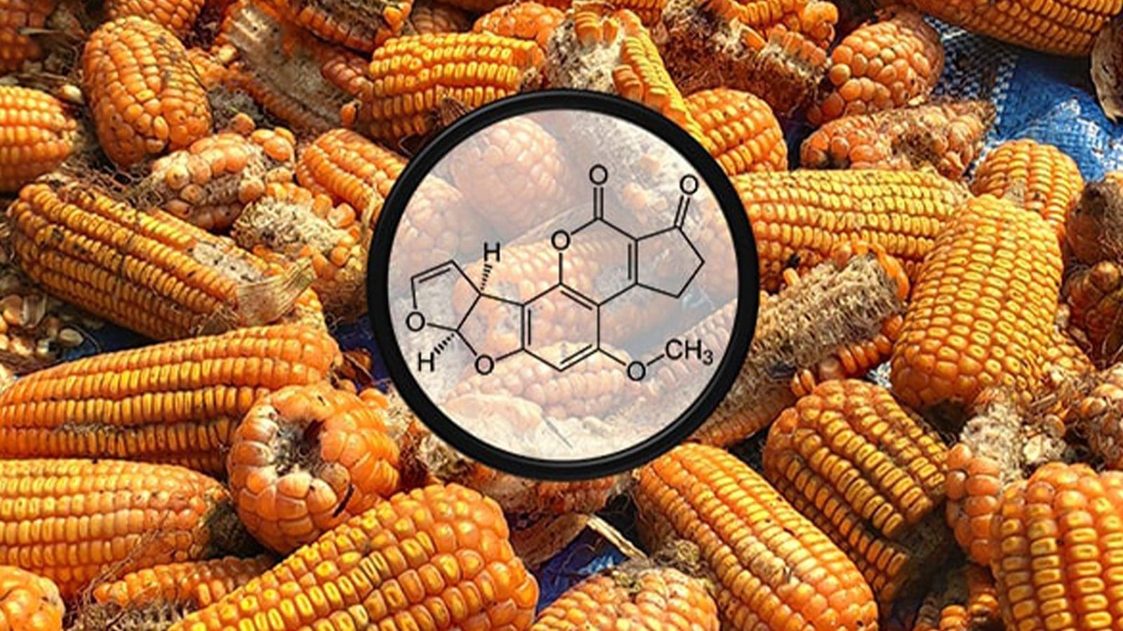 Malawian agri-experts plan to create aflatoxin awareness among farmers after study finds low knowledge