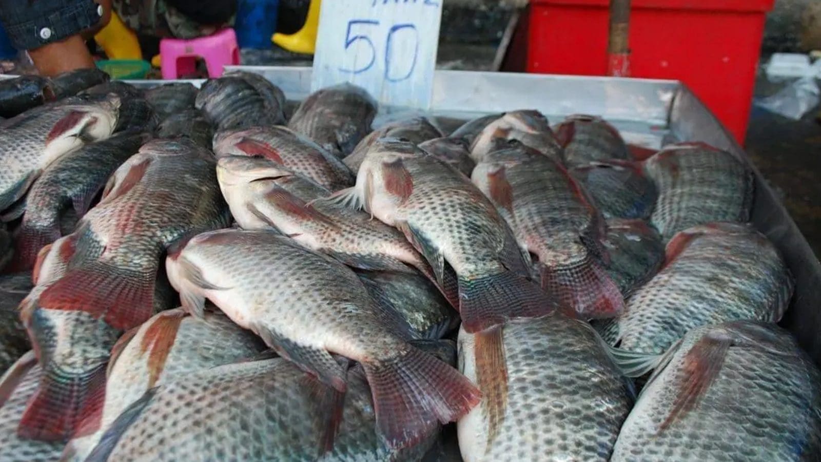 Kenya calls for harmonized legal framework to promote aquaculture trade in East Africa