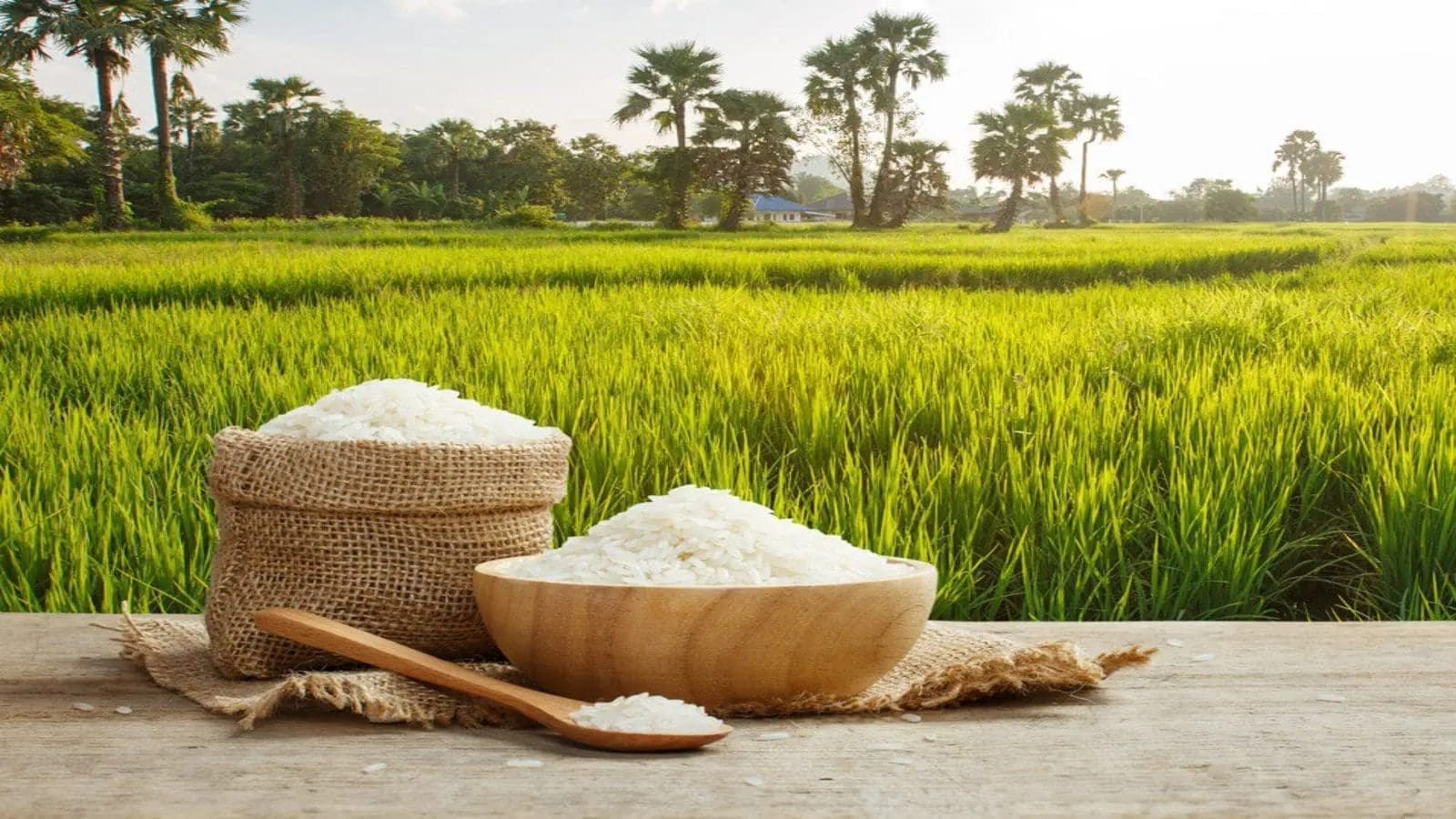 New integrated pest management technology to boost rice production in Ghana