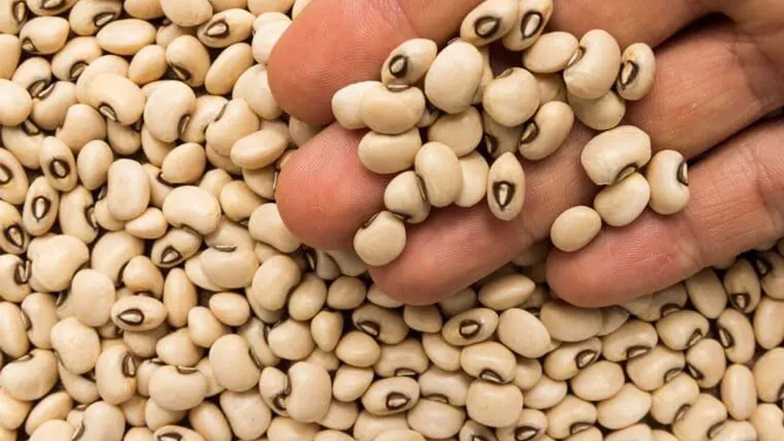 Ghana’s cowpea farmers call for swift approval of BT Cowpea variety