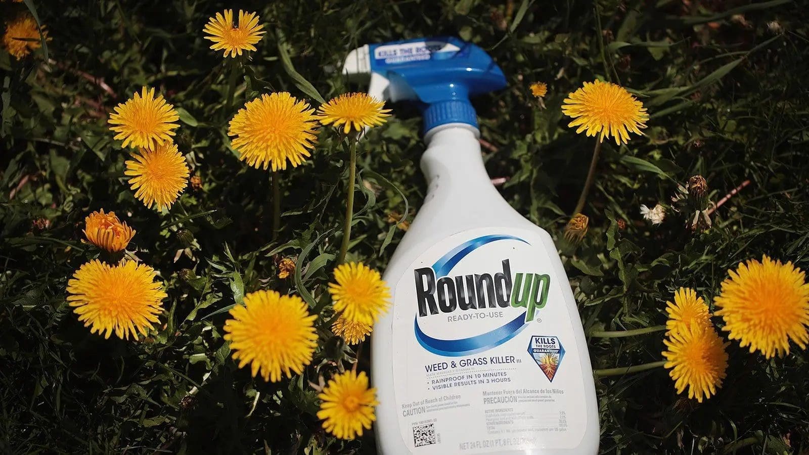 Science and politics collide as EU decision on glyphosate reauthorization looms