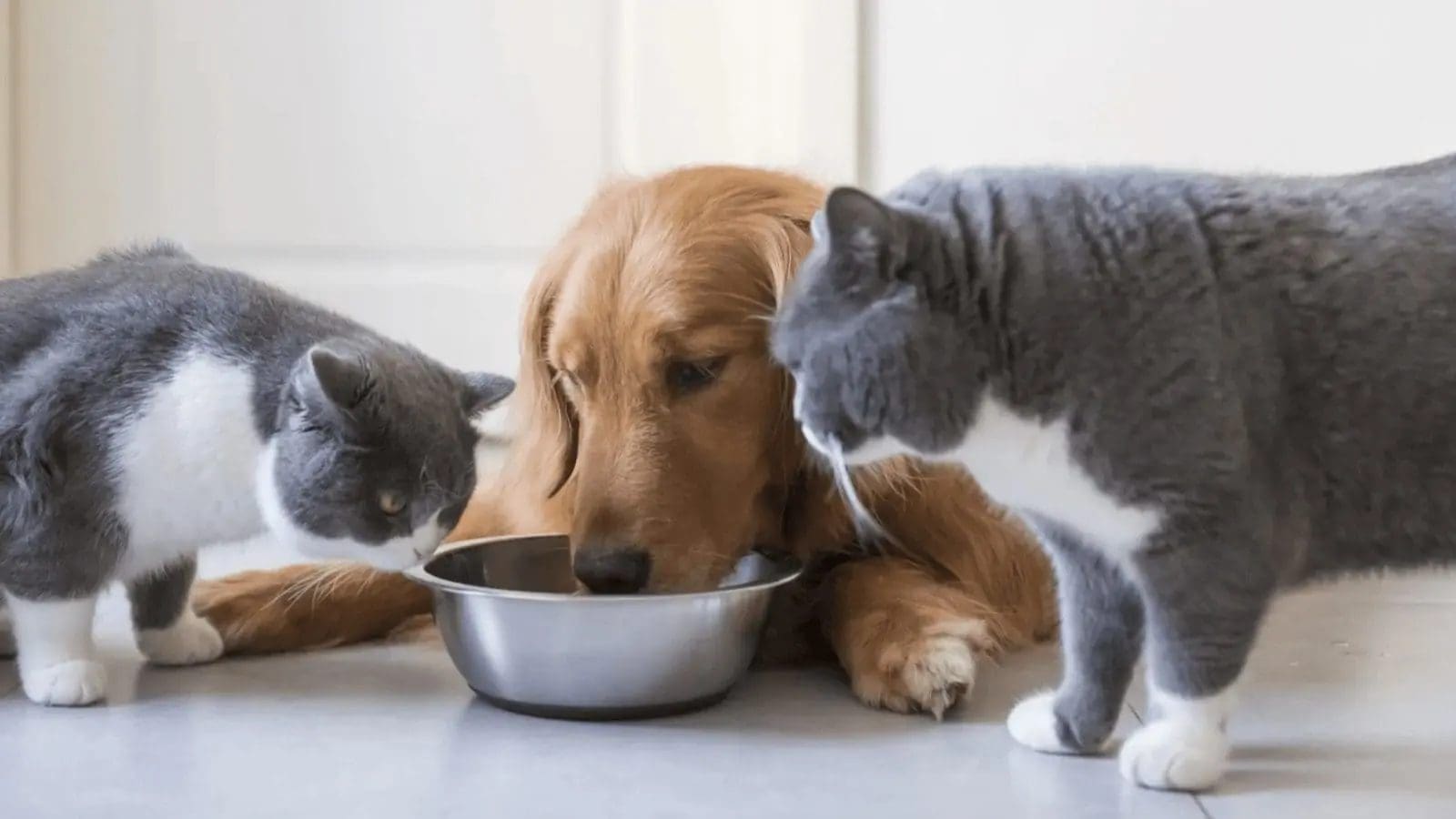 Rising cases of Salmonella in raw meat-based pet food cause concern in UK