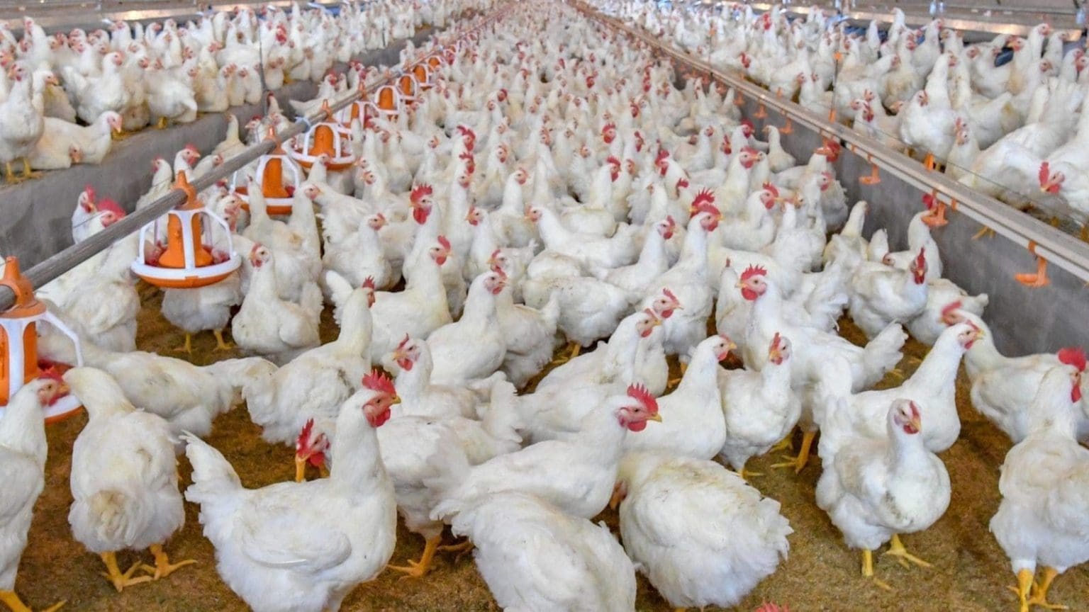 South African poultry industry faces loss as 7.5 million birds culled