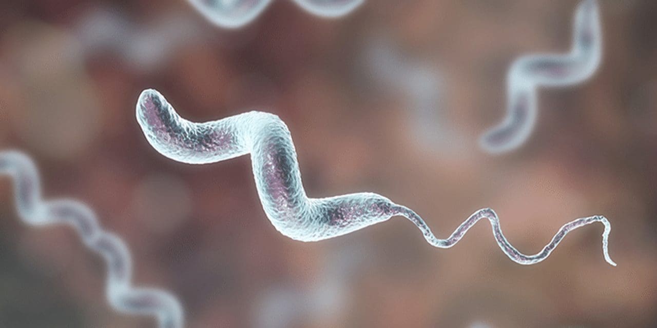 Study reveals persistence of antibiotic resistance genes in Campylobacter infections