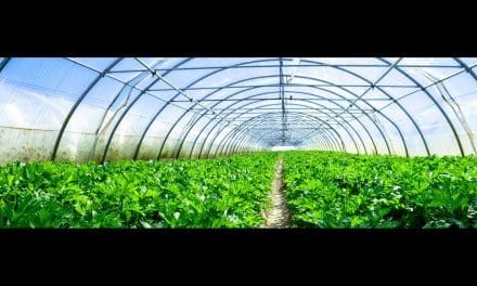 Researchers seek to advance food safety in Controlled Environment Agriculture