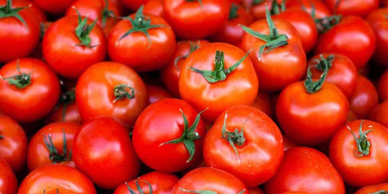 Salmonella outbreak linked to tomatoes spreads across 11 countries