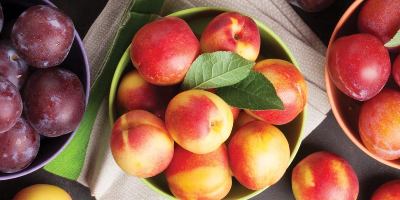Study aims to reduce pathogen contamination in stone fruit