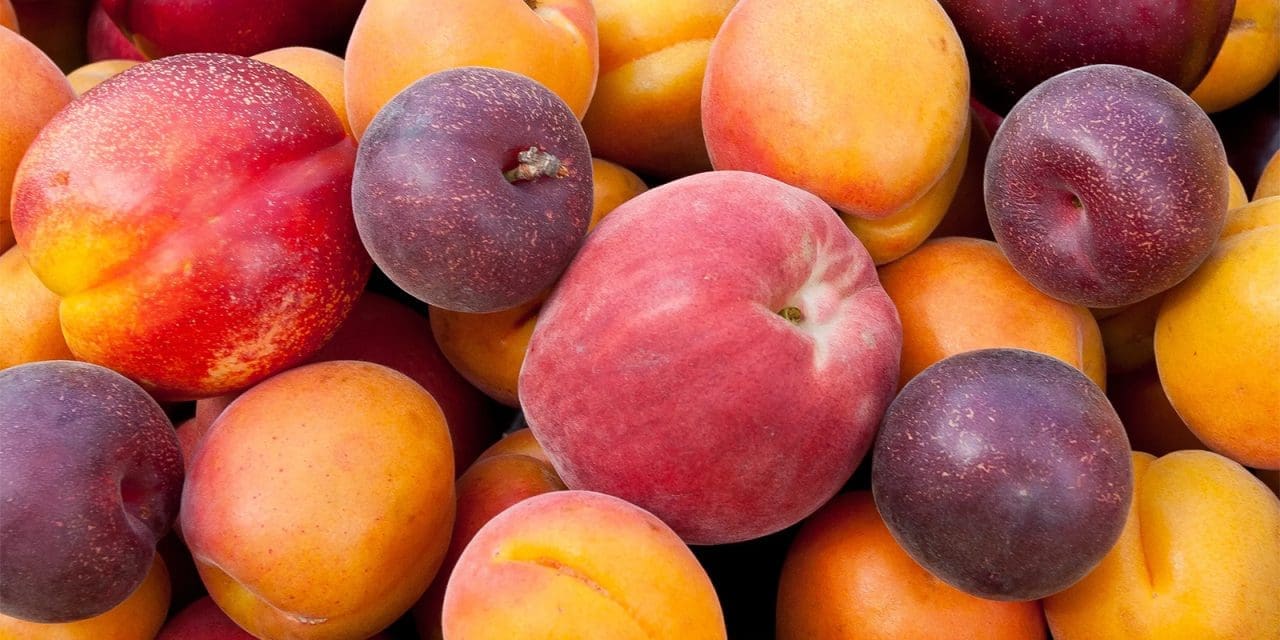 FDA links stone fruit to Listeria outbreak