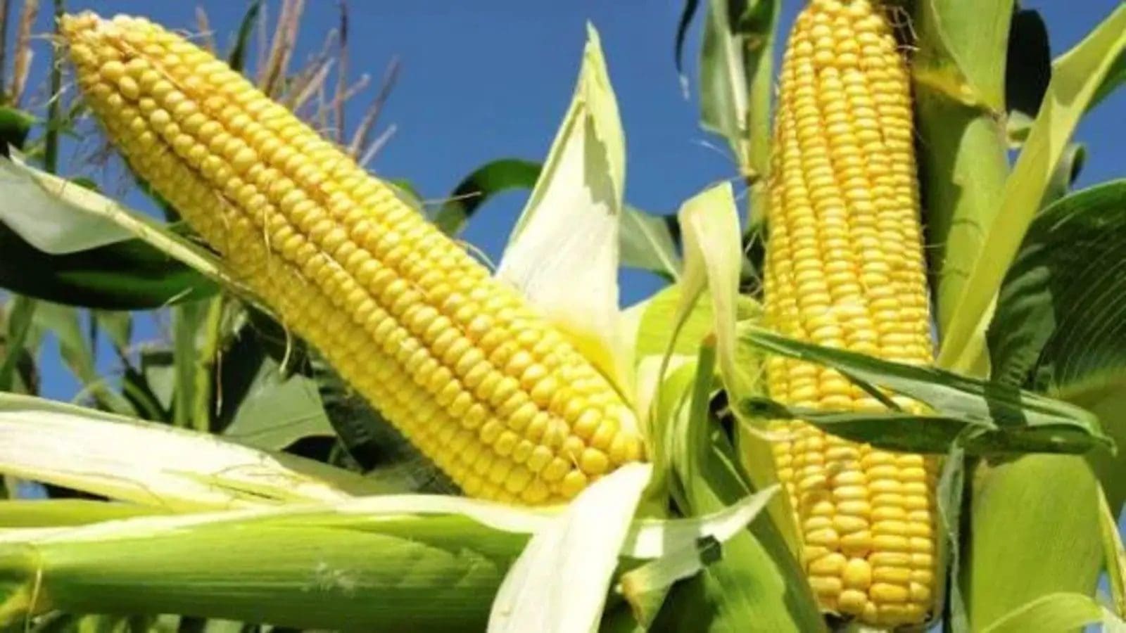 Biotech Tela maize gaining public attention in Rwanda