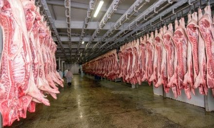 USDA initiates study to assess worker safety in swine slaughter facilities