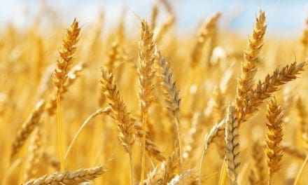 University of Adelaide seeks nod for GM wheat, barley field trials