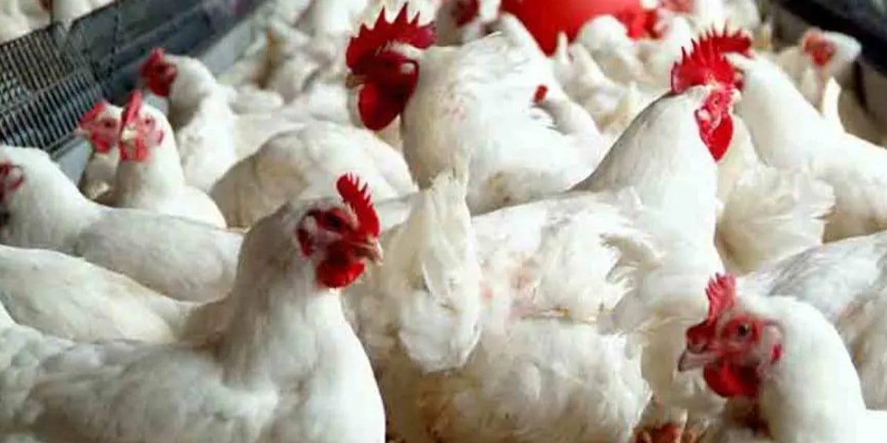  Oyo State implements Standard Operating Procedures to safeguard against zoonotic diseases in poultry farming