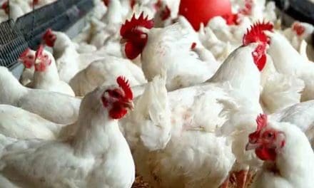  Oyo State implements Standard Operating Procedures to safeguard against zoonotic diseases in poultry farming