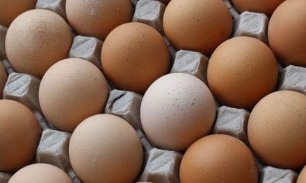 UK agencies raise alarm over Salmonella in polish poultry, eggs