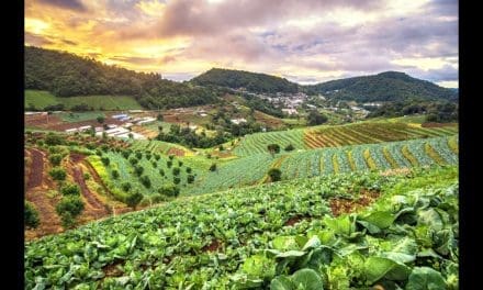 FAO explores food safety implications of environmental inhibitors in sustainable agrifood systems