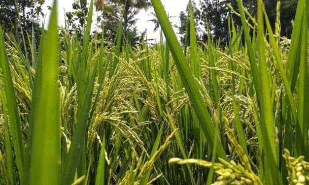 KALRO launches climate-resistant, early maturing rice variety for Kenya’s Lake Basin region