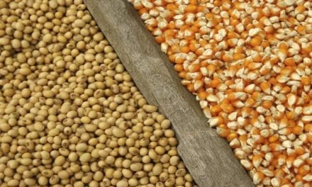 Tanzania imposes ban on soybeans, maize seeds from Malawi