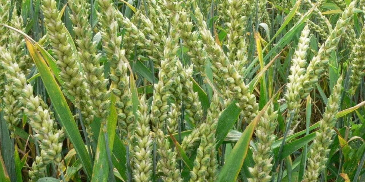 New wheat varieties lauded for mitigating rust disease, increase yield in Ethiopia