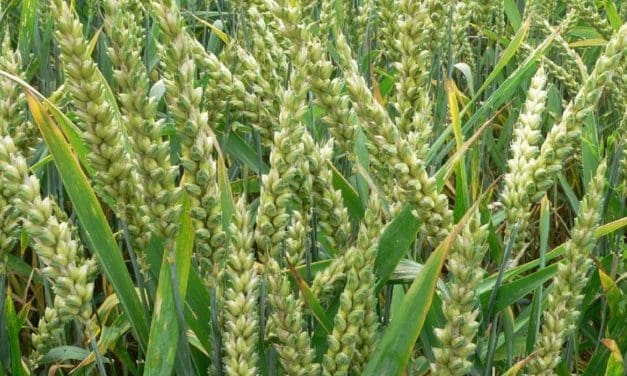 New wheat varieties lauded for mitigating rust disease, increase yield in Ethiopia