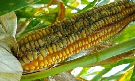 Alltech’s 2023 US Harvest Analysis reveals regional mycotoxin risks in corn