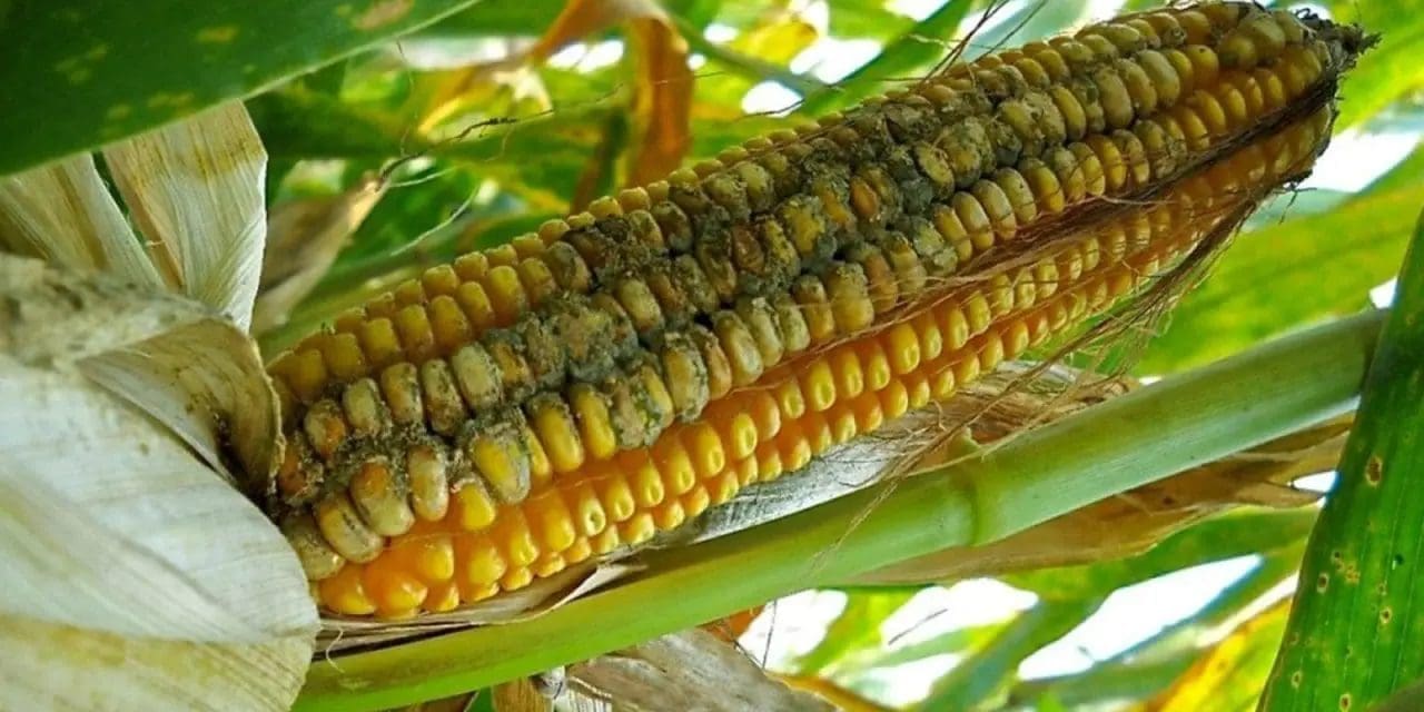 Alltech’s 2023 US Harvest Analysis reveals regional mycotoxin risks in corn